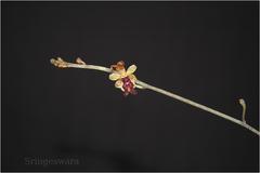 Cottonia peduncularis